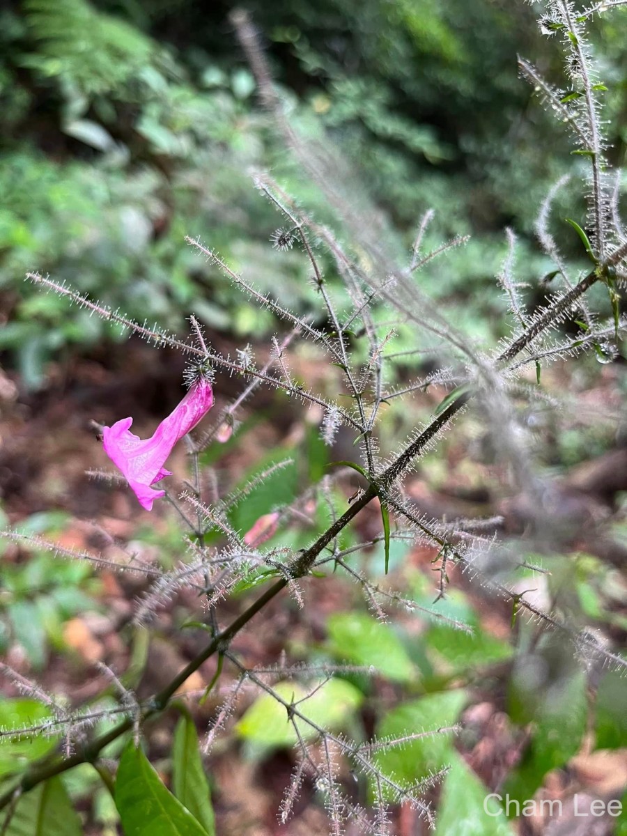 Strobilanthes habracanthoides J.R.I.Wood